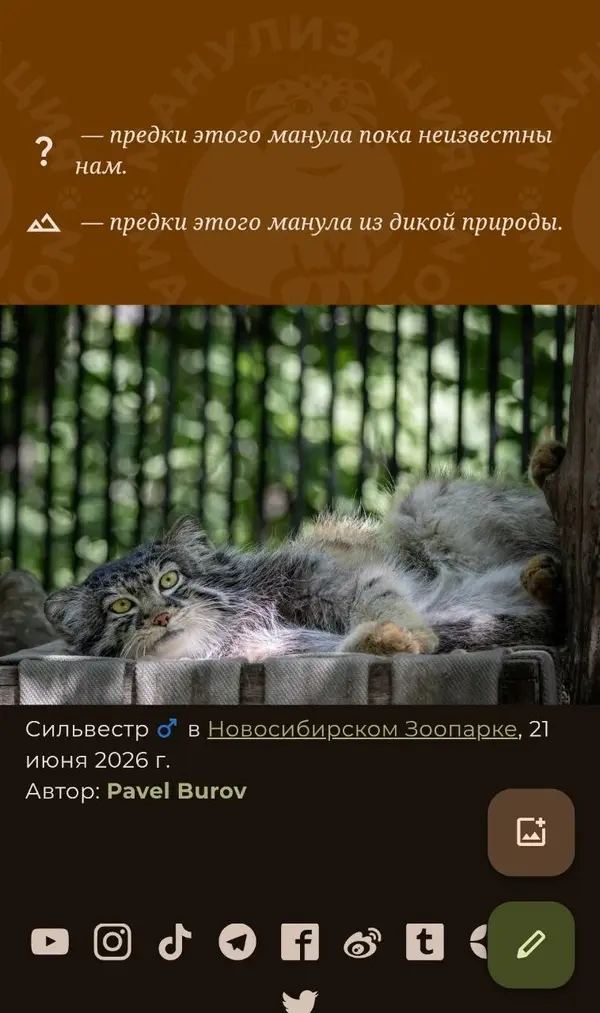 Фотография с манулом