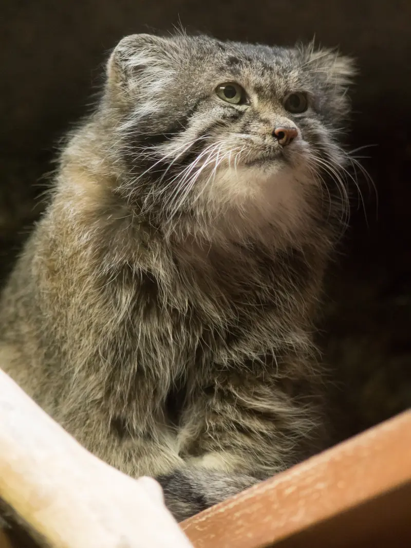 Фотография Клёна в Зоопарке Уено