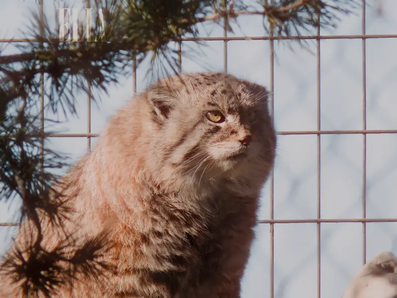 Фотография Олафа в Зоопарке Калгари / Институте Уайлдере