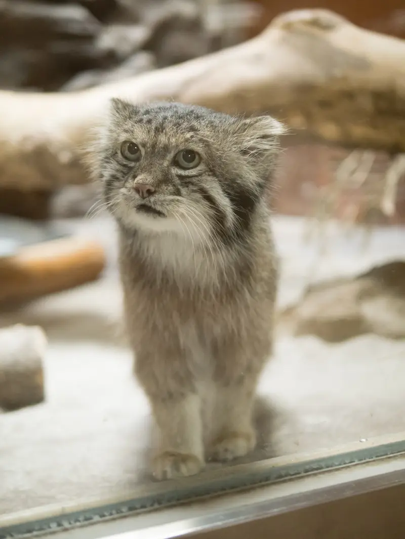 Фотография Клёна в Зоопарке Уено