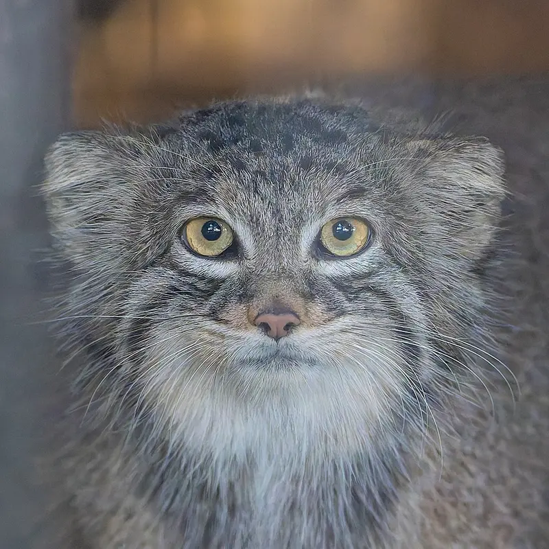 Фотография Мини в Зоопарке и ботаническом саде Хигашияма
