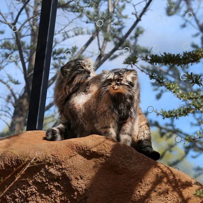 Фотография Принцессы и Спая в Пражском Зоопарке