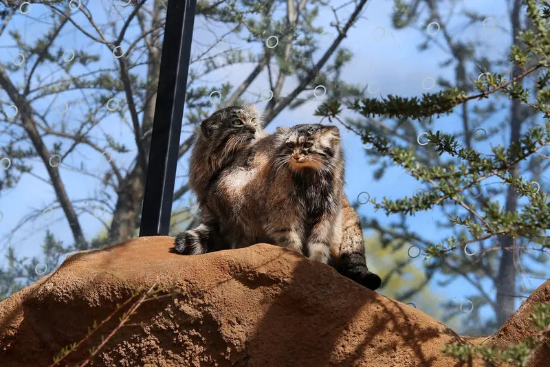 Фотография Принцессы и Спая в Пражском Зоопарке