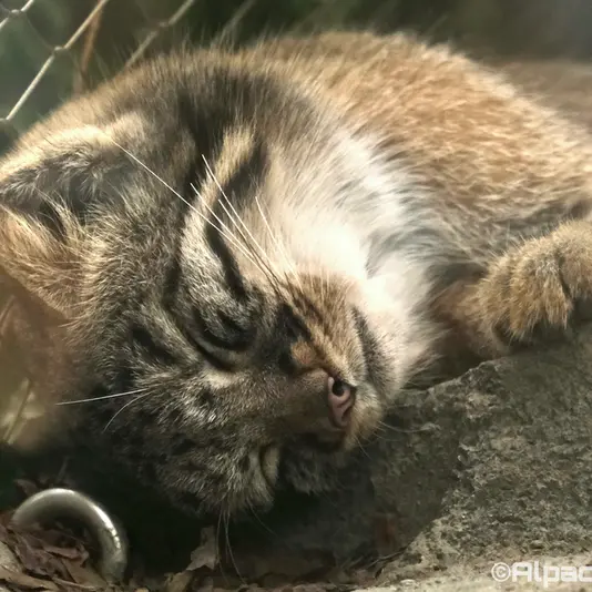 Фотография Мей в Царстве Животных Кобе