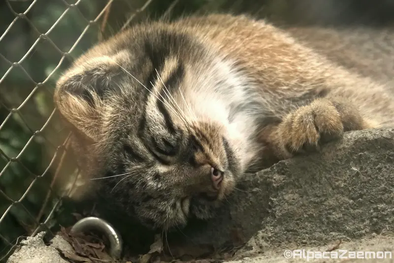 Фотография Мей в Царстве Животных Кобе