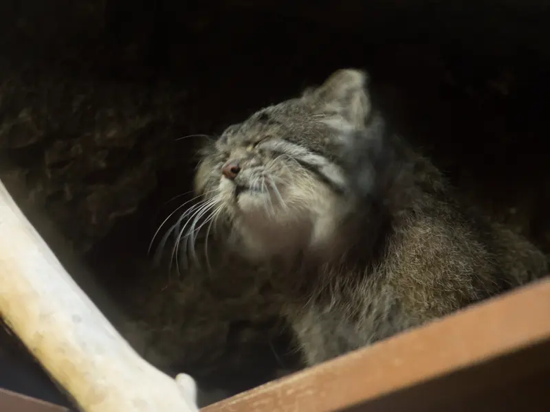 Фотография Клёна в Зоопарке Уено