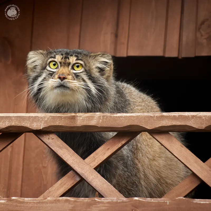 Фотография Алтая в Ижевском Зоопарке