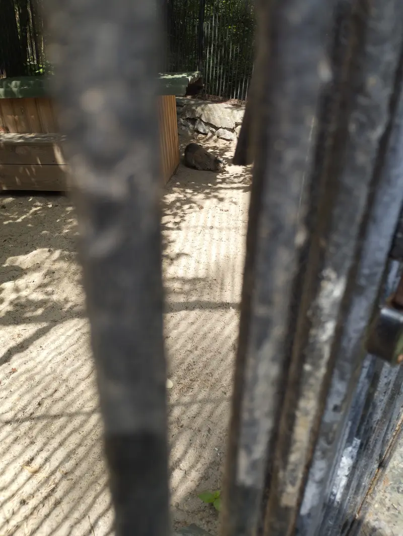 Фотография с манулом в Новосибирском Зоопарке