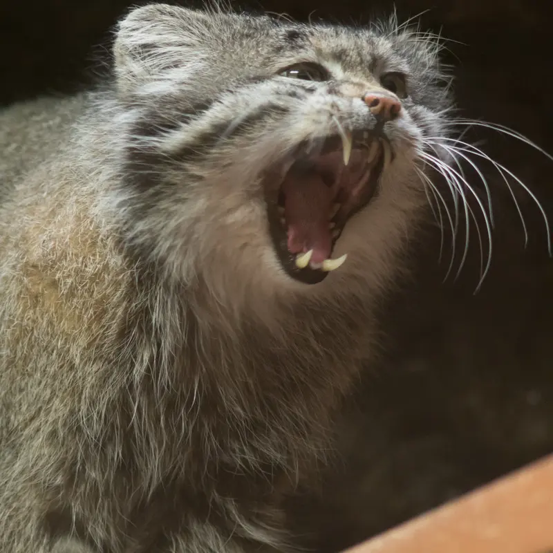 Фотография Клёна в Зоопарке Уено