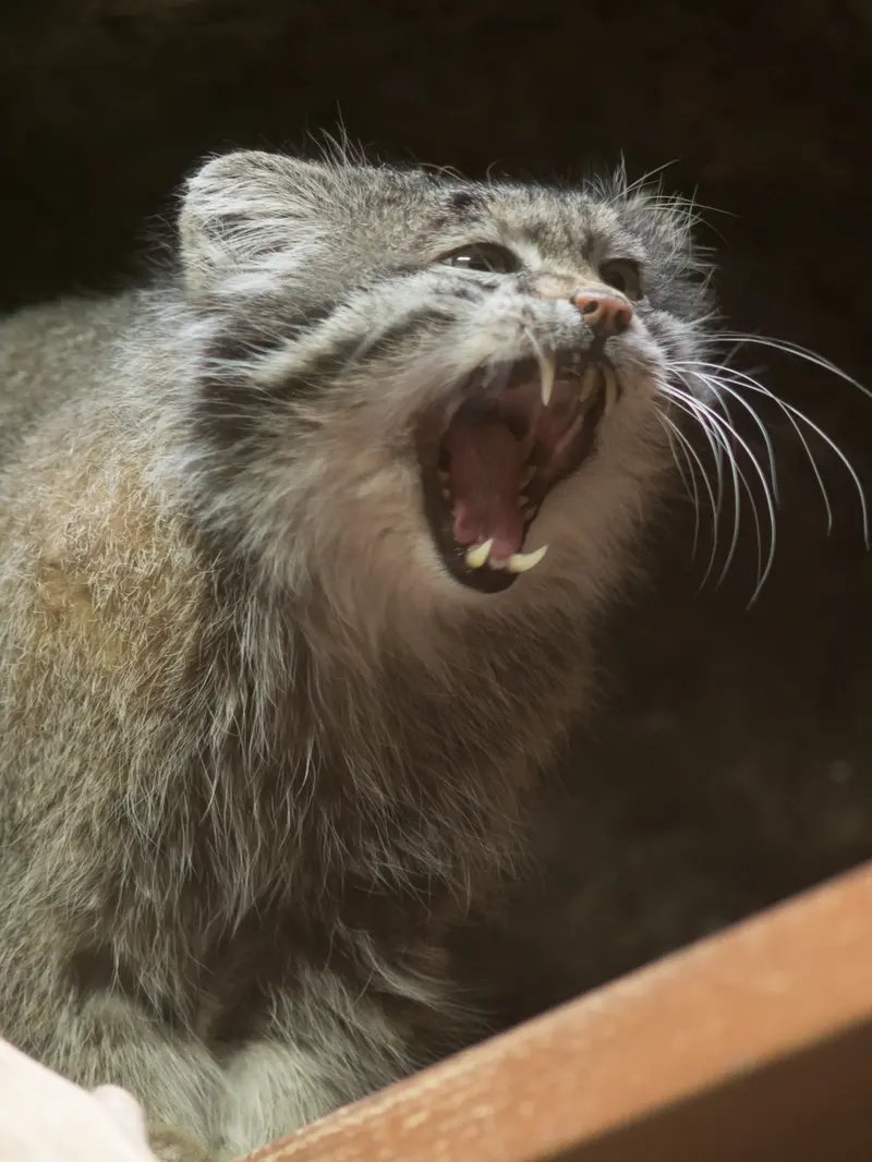 Фотография Клёна в Зоопарке Уено