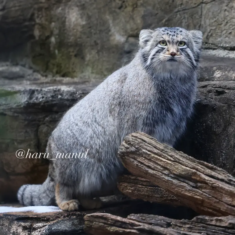 Фотография Нагому в Царстве Животных Насу