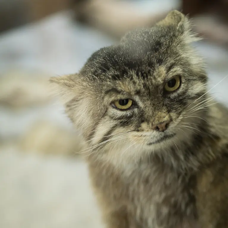 Фотография Примулы в Зоопарке Уено