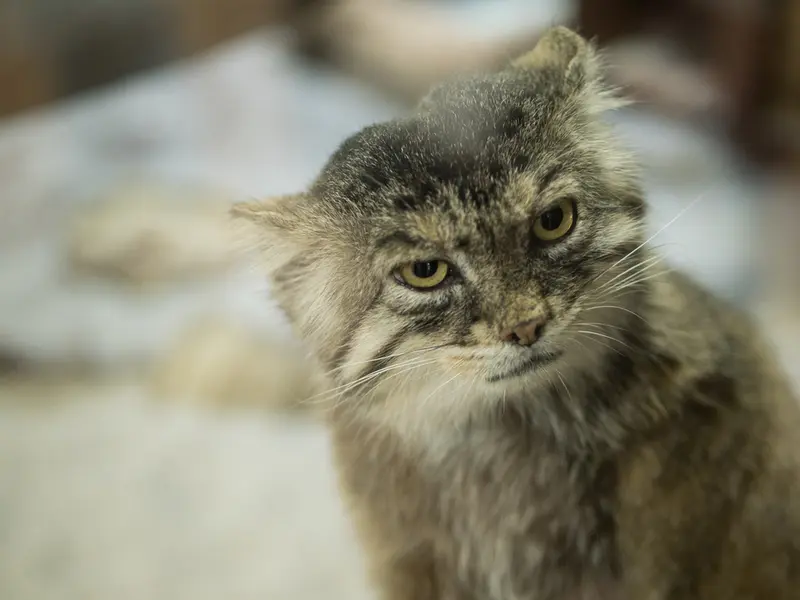 Фотография Примулы в Зоопарке Уено