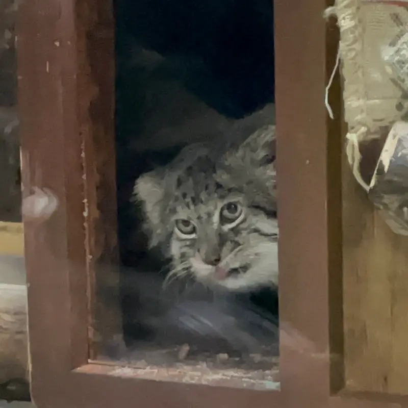 Фотография Клёна в Зоопарке Уено