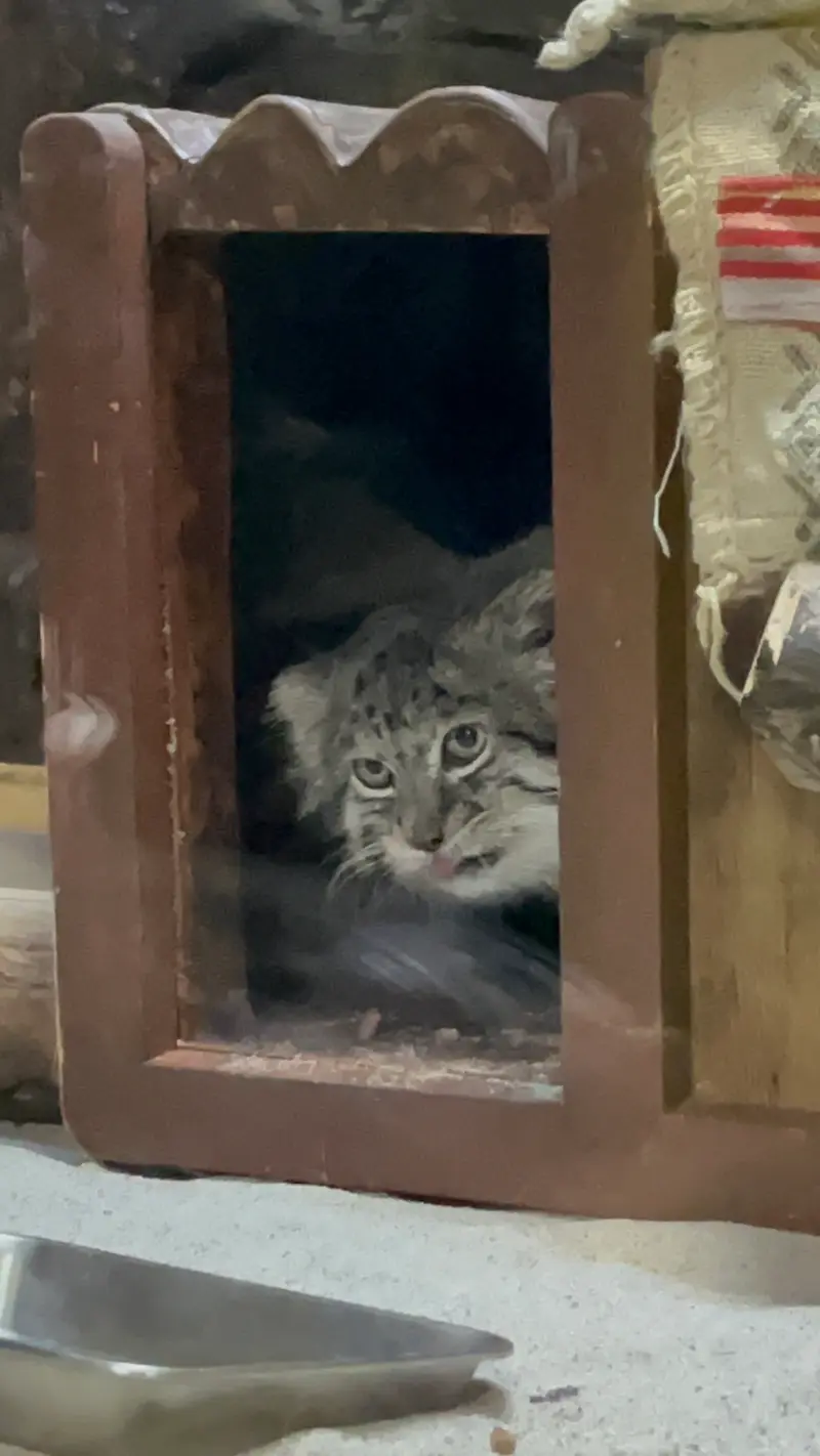 Фотография Клёна в Зоопарке Уено