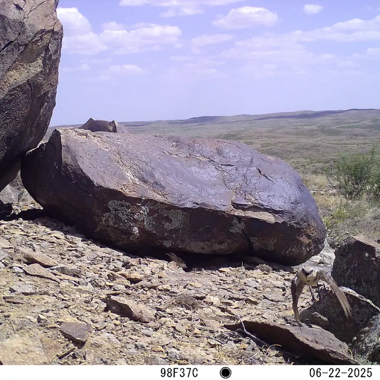 Фотография с манулом с фотоловушки Кошкар [новинка]