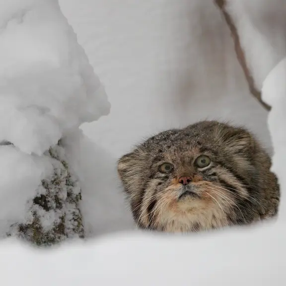 Фотография с манулом