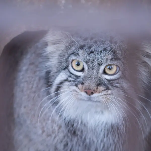 Фотография Фиги в Зоопарке Ногеяме