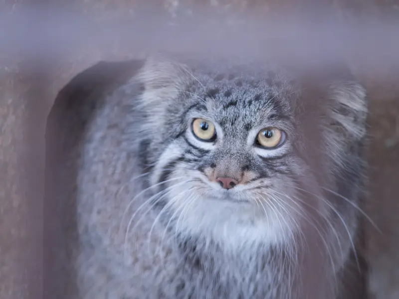 Фотография Фиги в Зоопарке Ногеяме