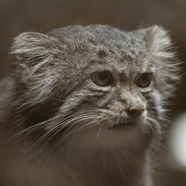 Фотография Клёна в Зоопарке Уено