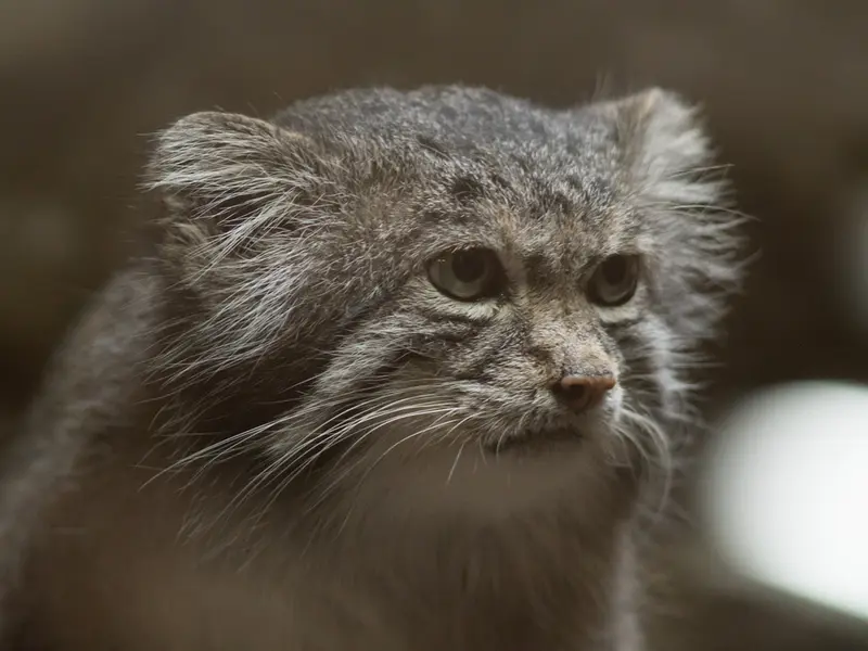 Фотография Клёна в Зоопарке Уено