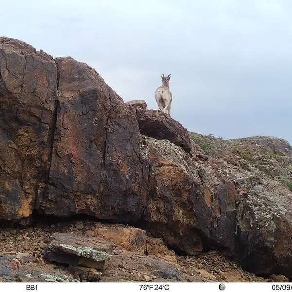 Фотография Аргали с фотоловушки Актас-Кункора