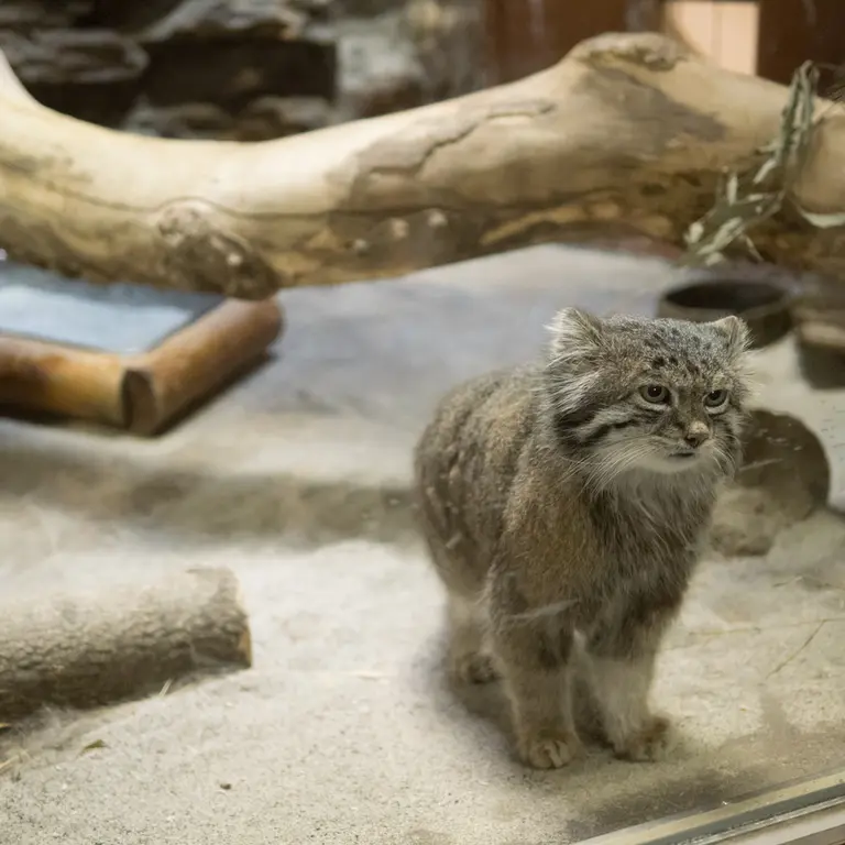 Фотография Клёна в Зоопарке Уено