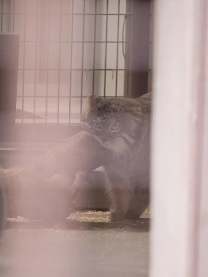 Фотография Фиги в Зоопарке Ногеяме