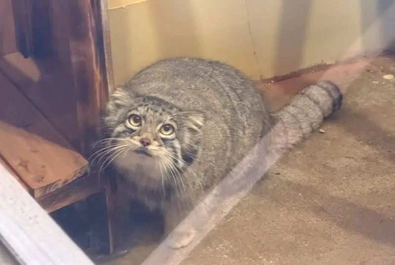 Фотография Ото в Детском зоопарке Сайтама