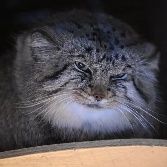 Фотография Лотоса в Детском зоопарке Сайтама