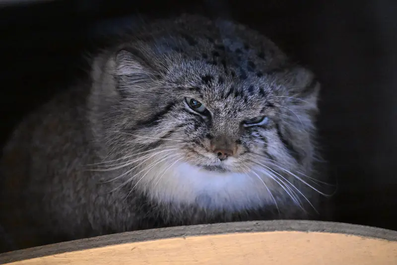 Фотография Лотоса в Детском зоопарке Сайтама