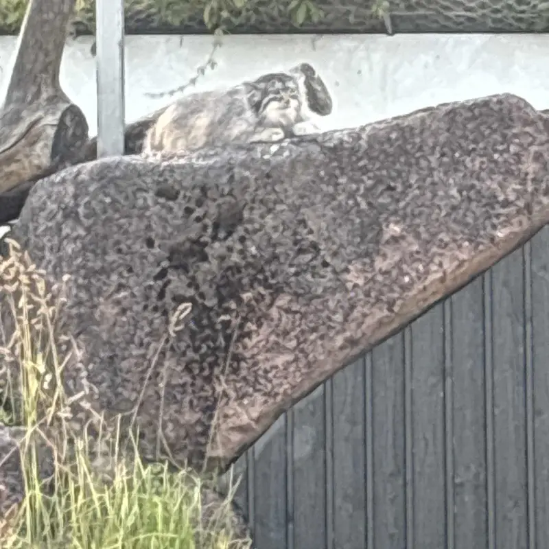 Фотография Мими в Зоопарке Коркеасаари