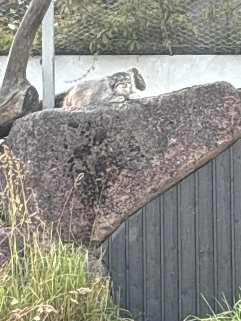 Фотография Мими в Зоопарке Коркеасаари