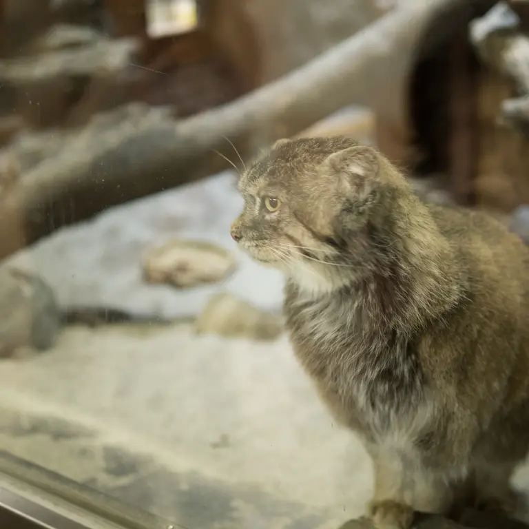 Фотография Примулы в Зоопарке Уено