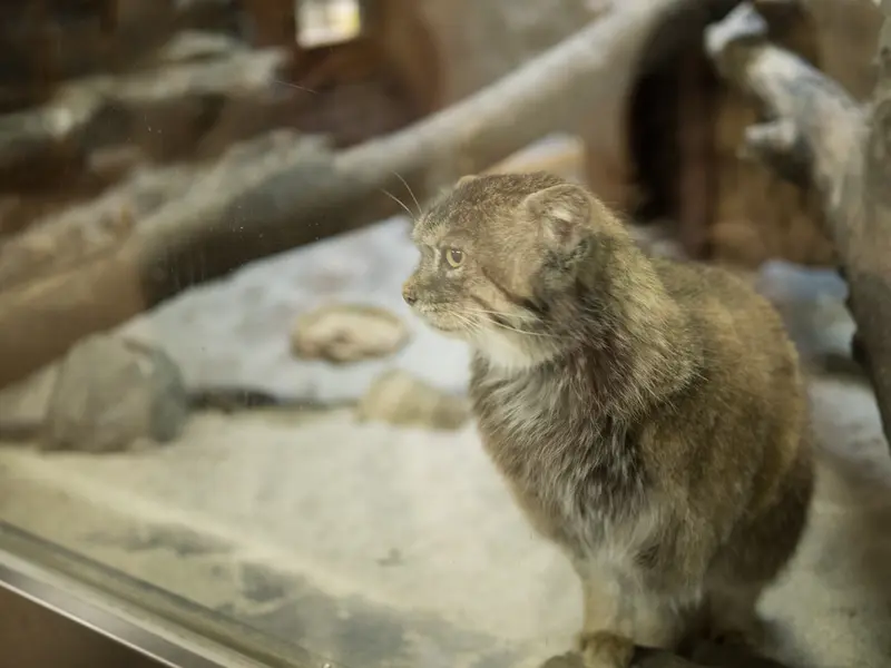 Фотография Примулы в Зоопарке Уено