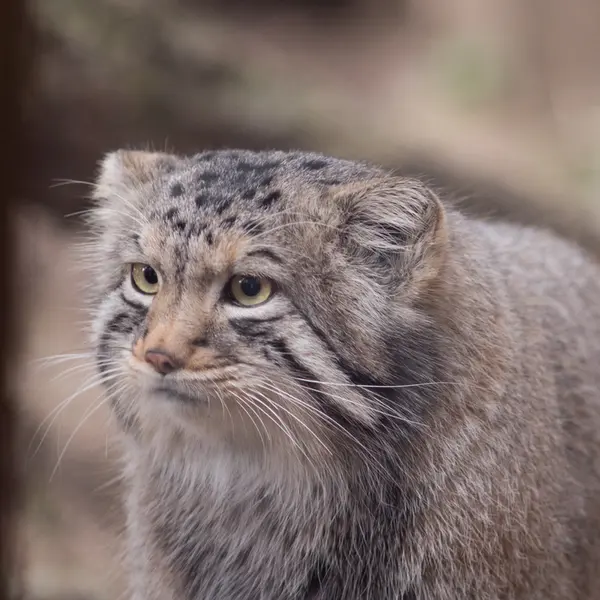 Фотография Нагому в Царстве Животных Насу