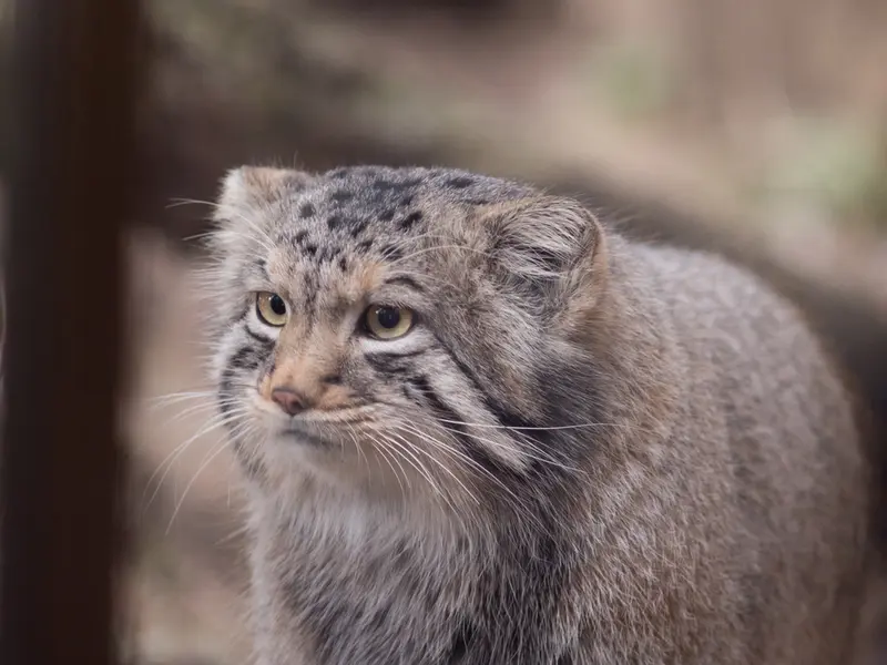Фотография Нагому в Царстве Животных Насу