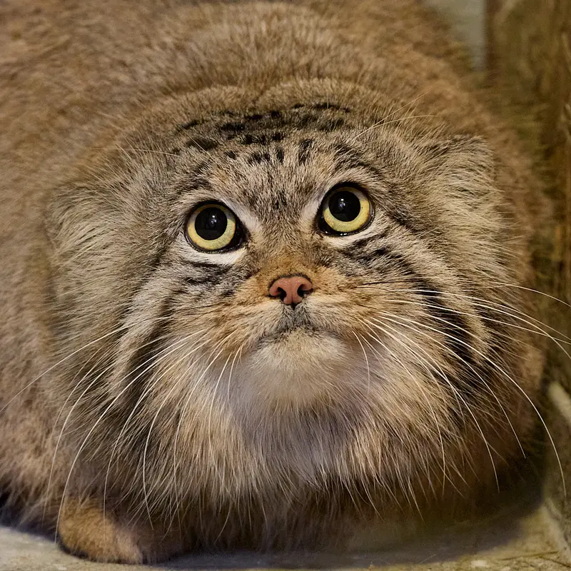 Плутон и Мойра?