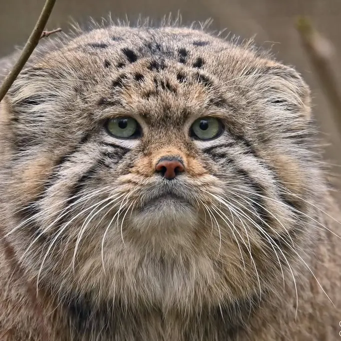 Фотография Алтая в Сафари-заповеднике Люминьи