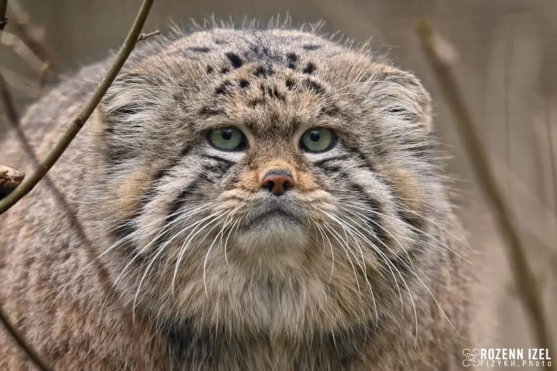 Фотография Алтая в Сафари-заповеднике Люминьи