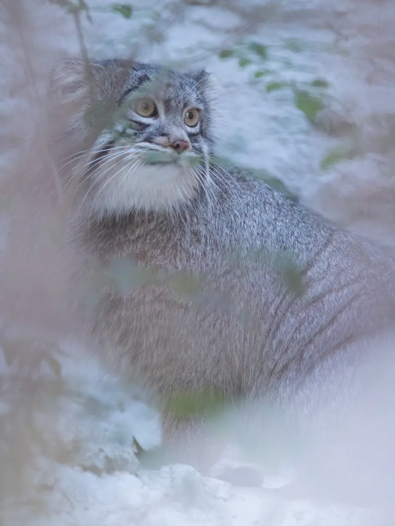 Фотография Фиги в Зоопарке Ногеяме