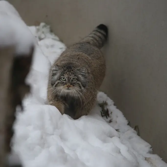 Фотография Улы в Гданском Зоопарке