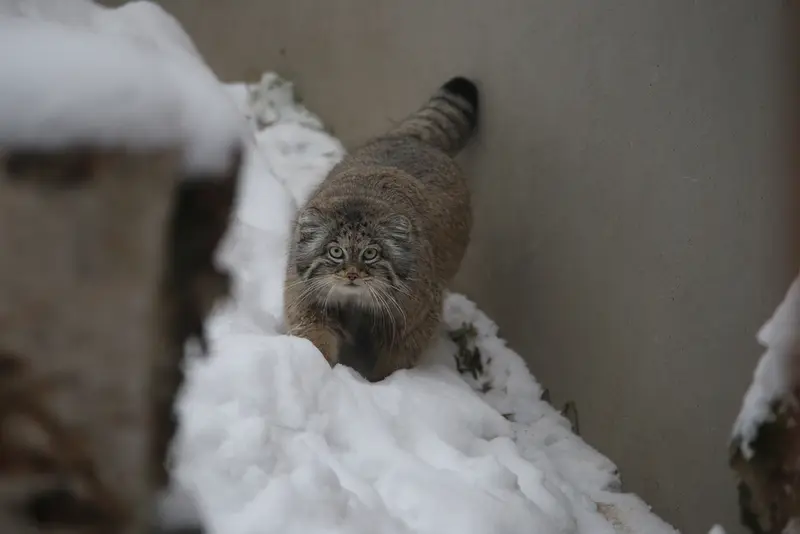 Фотография Улы в Гданском Зоопарке