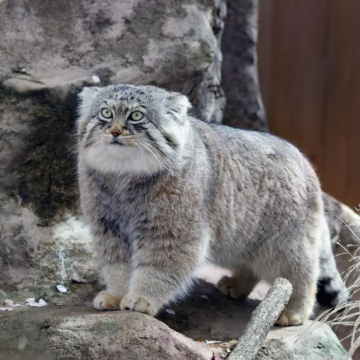 Фотография Лотоса в Детском зоопарке Сайтама