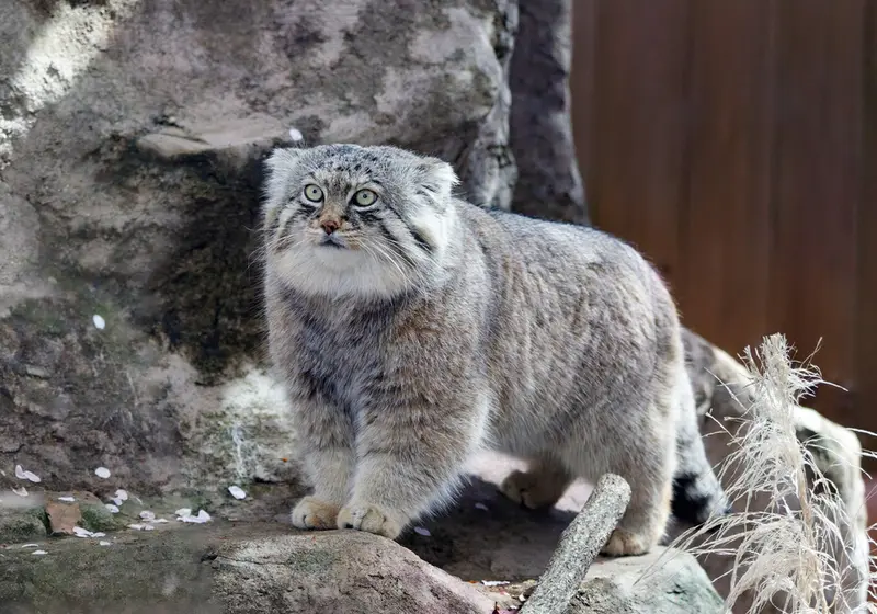 Фотография Лотоса в Детском зоопарке Сайтама