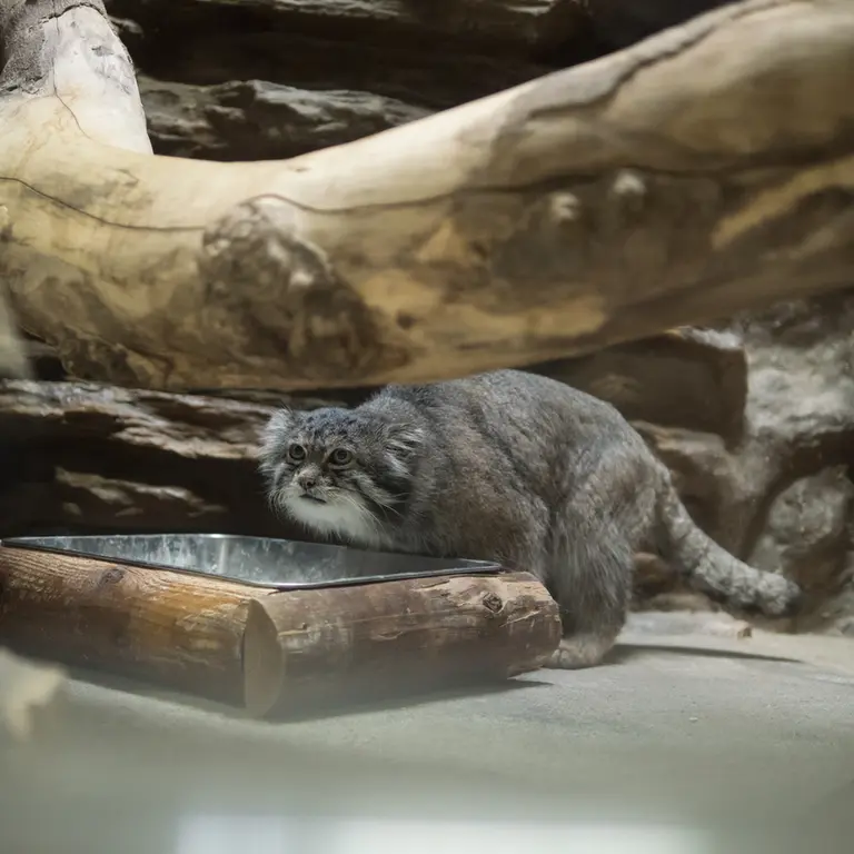 Фотография Клёна в Зоопарке Уено