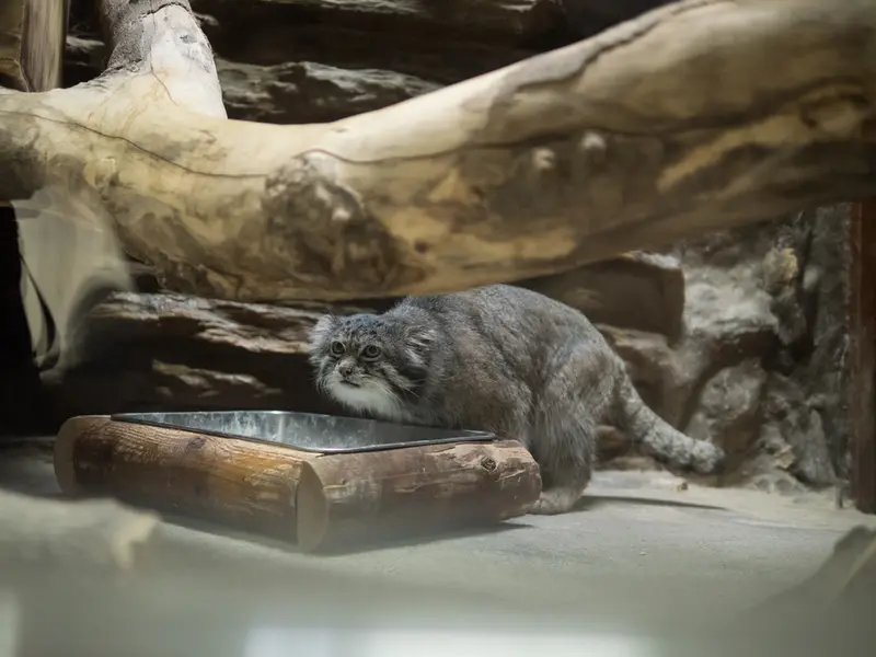 Фотография Клёна в Зоопарке Уено