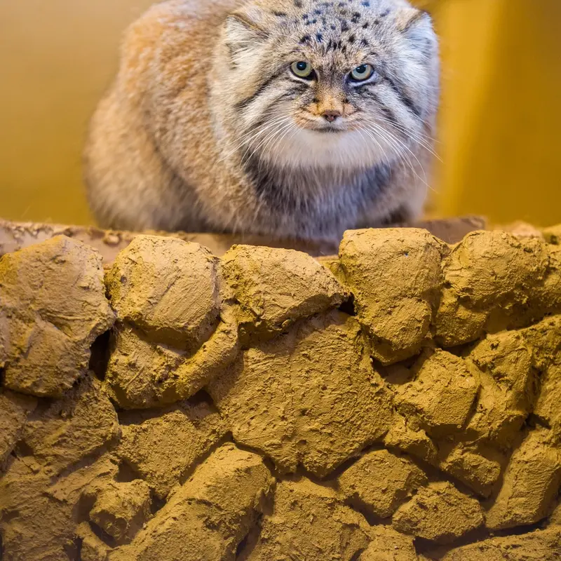 Фотография Лотоса в Детском зоопарке Сайтама