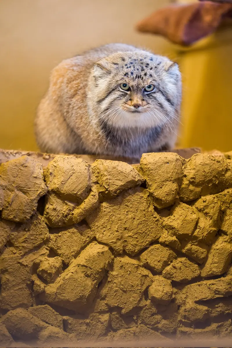 Фотография Лотоса в Детском зоопарке Сайтама