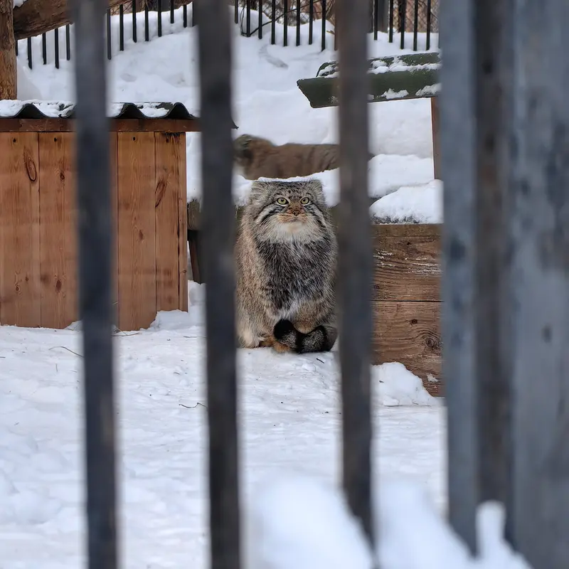 Фотография Евчика 2024 Г.р. Ⅰ в Новосибирском Зоопарке